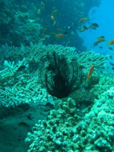 1211729906_urghada 2008 115