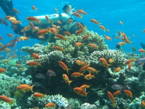 1211729907_urghada 2008 121