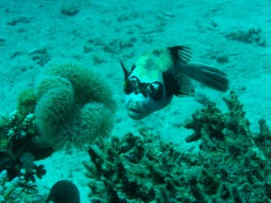 1211729907_urghada 2008 125