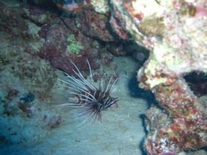 1211729908_urghada 2008 127