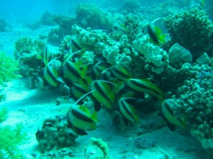 1211729908_urghada 2008 129