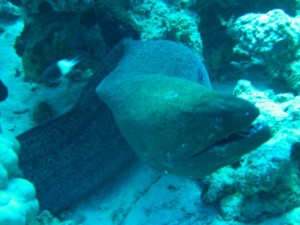 1211729908_urghada 2008 131