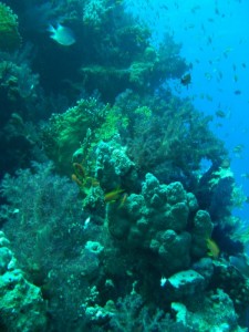 1211729908_urghada 2008 132