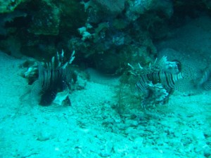 1211729909_urghada 2008 133