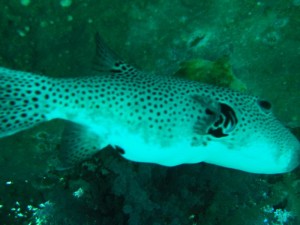 1211729909_urghada 2008 137