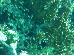 1211729910_urghada 2008 140