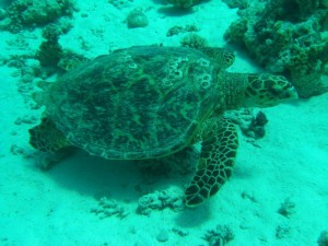 1211729910_urghada 2008 143