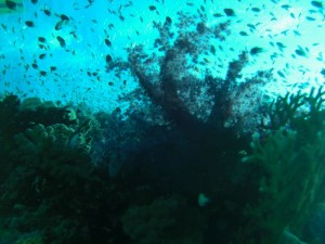 1211729911_urghada 2008 152