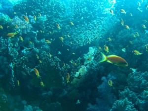 1211729911_urghada 2008 153