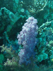 1211729911_urghada 2008 154