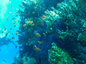 1211730018_urghada 2008 163