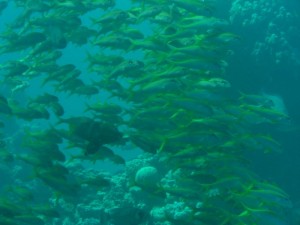 1211730018_urghada 2008 164