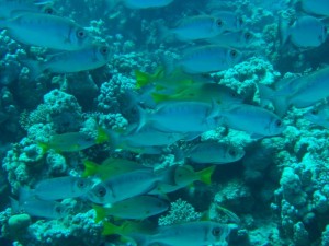 1211730018_urghada 2008 166