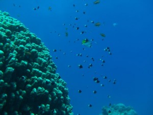 1211730018_urghada 2008 167