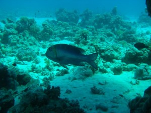 1211730019_urghada 2008 171