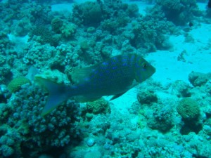 1211730019_urghada 2008 172