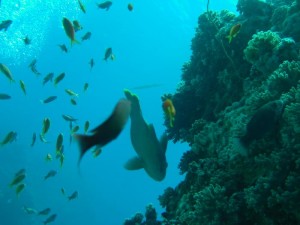 1211730019_urghada 2008 173