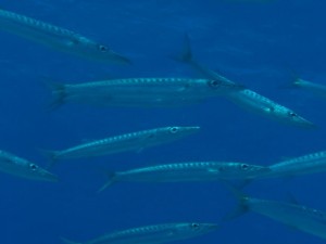 1211730019_urghada 2008 176