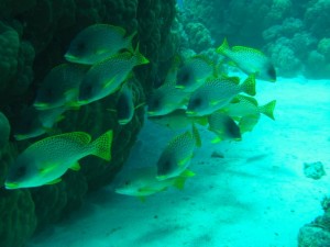 1211730020_urghada 2008 184