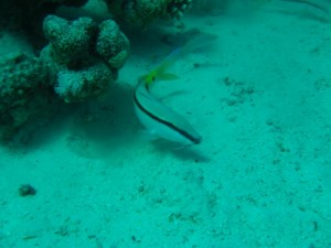 1211730020_urghada 2008 185