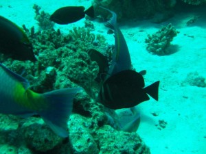 1211730020_urghada 2008 186