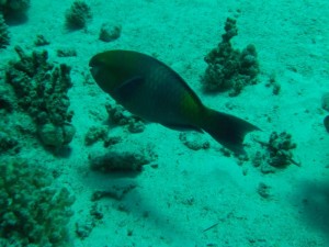 1211730020_urghada 2008 187