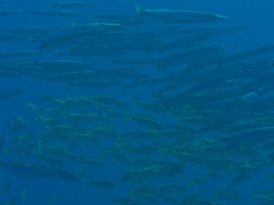 1211730021_urghada 2008 190