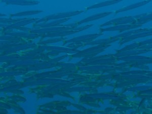 1211730021_urghada 2008 191