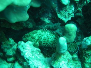 1211730021_urghada 2008 192