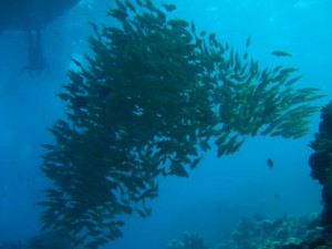 1211730021_urghada 2008 194