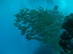 1211730021_urghada 2008 195