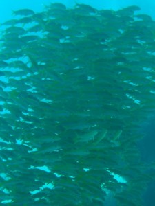 1211730021_urghada 2008 196