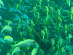 1211730022_urghada 2008 197