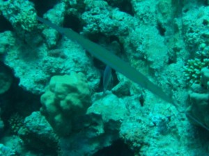 1211730022_urghada 2008 198