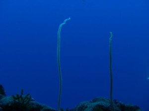 1211730118_urghada 2008 223