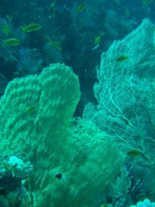 1211730119_urghada 2008 226