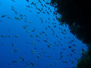 1211730119_urghada 2008 230