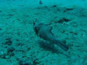 1211730120_urghada 2008 243