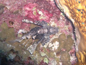 1211730121_urghada 2008 248