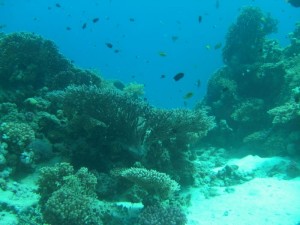 1211730121_urghada 2008 249