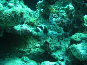 1211730121_urghada 2008 250