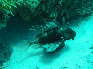 1211730122_urghada 2008 254