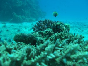 1211730174_urghada 2008 255