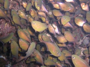 1211730174_urghada 2008 256