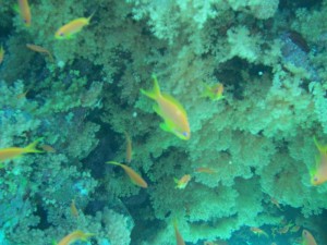 1211730174_urghada 2008 259