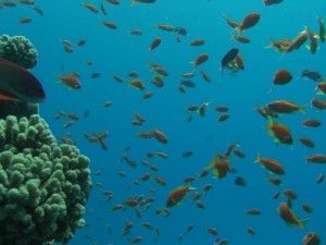 1211730175_urghada 2008 260