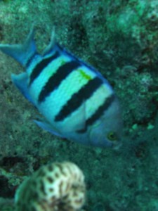 1211730175_urghada 2008 262