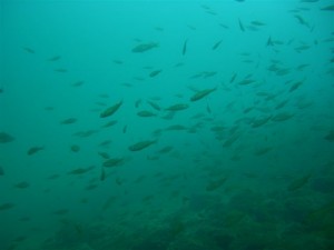 1188758587_moregallo 4 16ago07