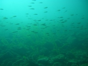 1188758587_moregallo 5 ago07