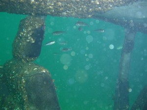 1188758588_moregallo 7 ago07